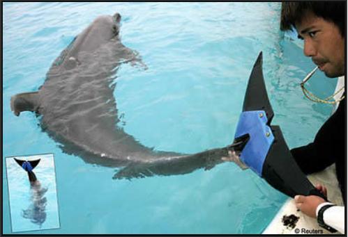 Delfin fuji