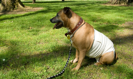 displasia.de.cadera.canina