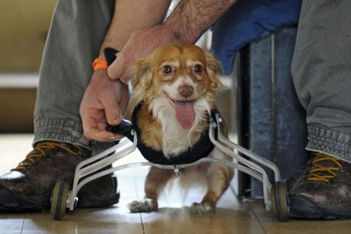 perro-ruedas-delanteras-2