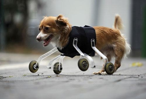 perro-ruedas-delanteras-3