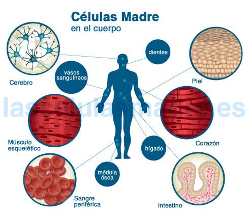 Células madre Características y beneficios