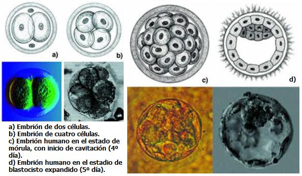 Células madre investigación esperanza y controversias