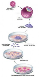 Células Madre Embrionarias y tratamiento de enfermedades