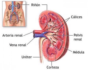Insuficiencia renal crónica guía de prevención diagnóstico y tratamiento