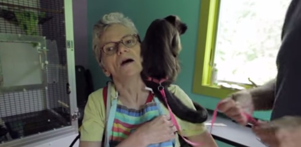 Mono capuchino ayuda a mujer con esclerosis multiple